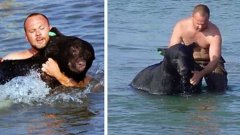 En Floride, un homme sauve un ours noir de 200 kilos en train de se noyer